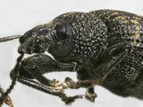Weevil Head (Notiodes), Order Coleoptera, Family Curculionidae, New Hampshire, USA Photographic Print by David Wrobel