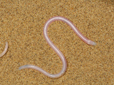 Namib Legless Lizard (Typhlosaurus Braini), Namib Desert, Namibia Photographic Print by Solvin Zankl