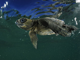 Young Olive Ridley Sea Turtle Struggles Against the Waves to Swim Away from the Coast Photographic Print by Solvin Zankl