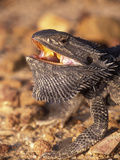 Bearded Dragon (Pogona Vitticeps), Queensland, Australia Photographic Print by Dave Watts
