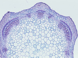 Cross-Section of a Sage Stem Showing Vascular Bundles (Salvia), LM X10 Photographic Print by  Biodisc