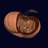 Ct of an Opened Pumpkin Photographic Print by George Taylor