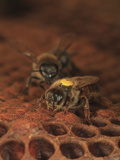 A Marked Queen Honey Bee Moves over Brood Cells with Other Bees Looking for Honey Photographic Print by Eric Tourneret