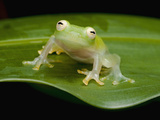 Fleischmann's Glass Frog (Hyalinobatrachium Fleischmanni), Costa Rica Photographic Print by Michael & Sharon Williams