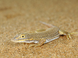 Lizard, Namib Desert, Namibia Photographic Print by Solvin Zankl