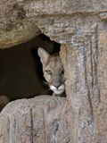 Cougar (Felis Concolor) Peering from Rocks, Captivity Photographic Print by Dave Watts