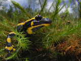 Fire Salamander Head (Salamandra Salamandra), Europe Photographic Print by Solvin Zankl