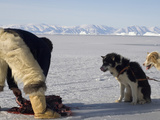 Inuit Hunter Cutting Up a Bearded Seal, Qaanaaq, Greenland Photographic Print by Louise Murray