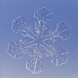 Snowflake, LM Photographic Print by Solvin Zankl