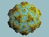 Canine Parvovirus Protein Type 2 Capsid Photographic Print by Jean-Yves Sgro