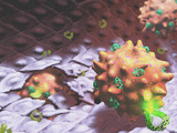 Adhesion Cells, Integrin Receptors in Surface of Inflammatory Cells Photographic Print by Craig Zuckerman