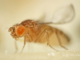 Curly and Orange Mutant Fruit Fly (Drosophila Melanogaster) That Is Used as a Genetic Marker Photographic Print by Solvin Zankl