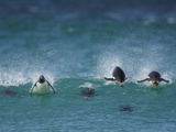 Gentoo Penguins (Pygoscelis Papua) are the Fastest Penguins with a Swimming Speed of Up to 30 Km Photographic Print by Solvin Zankl