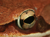 Wood Frog (Rana Sylvatica), Eastern and Northern North America, Close-Up of Eye Lámina fotográfica por David Wrobel