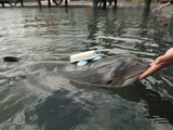 Harbor Porpoise (Phocoena Phocoena) Research Training, Fjord and Baelt, Denmark Photographic Print by Solvin Zankl