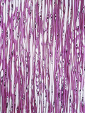 Tangential Section of Ginkgo Biloba Wood, LM X17 Photographic Print by  Biodisc