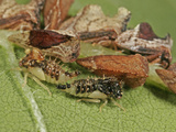 Treehopper Nymphs and Adults (Entylia Carinata), Order Hemiptera, Family Membracidae, New Hampshire Photographic Print by David Wrobel