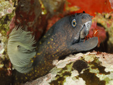Mediterranean Moray (Muraenhelena) Being Cleaned by a Monaco Shrimp (Lysmata Seticaudata) Photographic Print by Solvin Zankl