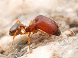 Supermajor Ant (Pheidole Tepicana) Photographic Print by Alex Wild