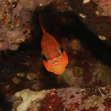 Cardinal Fish (Apogon Imberbis), Mediterranean Sea, Sardinia Island, Italy Photographic Print by Solvin Zankl