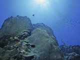 Star Coral (Montastrea), Bonaire, Caribbean Photographic Print by David Wrobel
