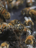 Propolis Is Malleable and Very Sticky When Warm But it Becomes Very Hard and Easily Breaks Photographic Print by Eric Tourneret