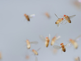 Wild Type Fruit Flies in Flight (Drosophila Melanogaster) in a Lab Culture Photographic Print by Solvin Zankl