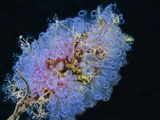 Lightbulb Tunicate (Clavelina Picta), Phylum Chordata, Class Ascidiacea, Caribbean Lámina fotográfica por David Wrobel
