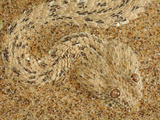 Head of the Peringueys Sidewinding Adder Partially Buried in a Namib Desert Sand Dune Photographic Print by Solvin Zankl