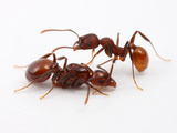 The Queen Ant (Aphaenogaster Tennesseensis) Photographic Print by Alex Wild