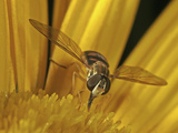 Hoverfly over a Yellow Flower (Toxomerus), Order Diptera, Family Syrphidae, New Hampshire, USA Photographic Print by David Wrobel