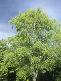 Silver Birch (Betula Pendula) Photographic Print by  Consumer Institute/NSIL