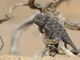 Chameleon, Namib Desert, Namibia Photographic Print by Solvin Zankl
