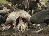 Black Vultures (Coragyps Atratus) Scavenging on Carcass of an Olive Ridley Sea Turtle Photographic Print by Solvin Zankl