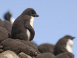 This Rockhopper Penguin Chick (Eudyptes Chrysocome) Is Several Weeks Old Photographic Print by Solvin Zankl