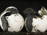 Olive Ridley Sea Turtles Hatching (Lepidochelys Olivacea), Costa Rica Photographic Print by Solvin Zankl