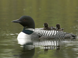 Common Loon with Chicks Riding on its Back (Gavia Immer) Photographic Print by Tom Walker