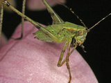 Katydid, Order Orthoptera, Family Tettigoniidae, New Hampshire, USA Photographic Print by David Wrobel