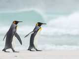 King Penguins (Aptenodytes Patagonicus) Walking on a Sandy Beach, Falkland Islands Photographic Print by Solvin Zankl