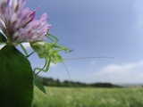 Speckled Bush Cricket (Leptophyes Punctatissima), UK Photographic Print by Solvin Zankl