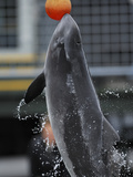 Harbor Porpoise (Phocoena Phocoena) Research Training, Fjord and Baelt, Denmark Photographic Print by Solvin Zankl