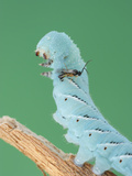 A Hornworm (Manduca) Rears Up When Attacked by a Parasitic Cotesia Wasp Photographic Print by Alex Wild