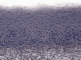 Skeletal Muscle Fibers, Iron Hematoxylin Stain, LM X125 Photographic Print by Alvin Telser