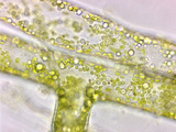 Tribophyte Vaucheria, a Long Tubular Coenocytic Tribophyte, Xanthophyte Photographic Print by Peter Siver