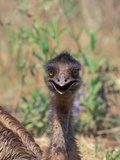 Emu Head (Dromaius Novaehollandiae), Queensland, Australia Photographie par Dave Watts