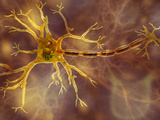 Biomedical Illustration of a Neuron, Showing the Dendrites, Cell Body, and Axon Photographic Print by Carol & Mike Werner