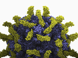 Poliovirus Type 1 Mahoney Protein Capsid with Receptor Photographic Print by Jean-Yves Sgro