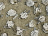Olive Ridley Sea Turtle Hatchlings Torn Apart by Black Vultures Photographic Print by Solvin Zankl