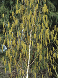 Himalayan or White-Barked Birch (Betula Utilis Jacquemontii), Silver Shadow Cultivar Photographic Print by  Consumer Institute/NSIL