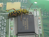Locust Borer, Megacyllene Robiniae, on a Printed Circuit Board Next to an Integrated Circuit Photographic Print by B. Mete Uz